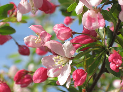 close up photo of white and pink flowers thumbnail