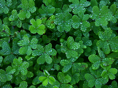 shallow focus photography of green plants thumbnail