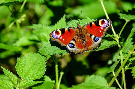 peacock butterfly on green leaf plant thumbnail