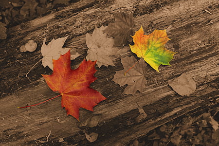 green and brown maple leaves thumbnail