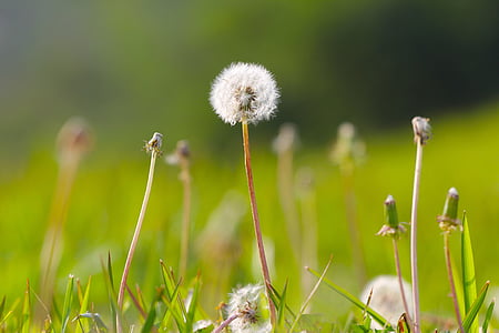 closeup view of dandelion thumbnail