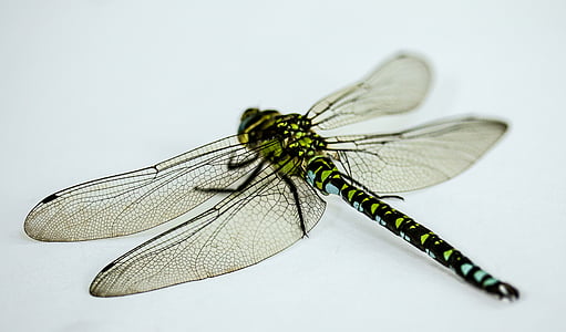 yellow and brown darner dragonfly thumbnail