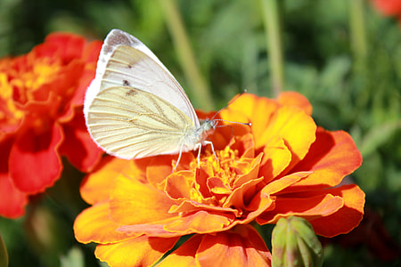 Cabbage Butterfly, Butterfly thumbnail