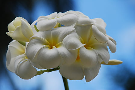 closeup photo of white petaled flower thumbnail