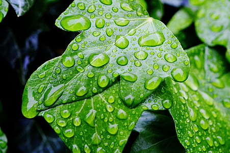 selective focus photography of dew drops on green leafed plant thumbnail