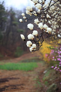 shallow focus photo of white flowers thumbnail