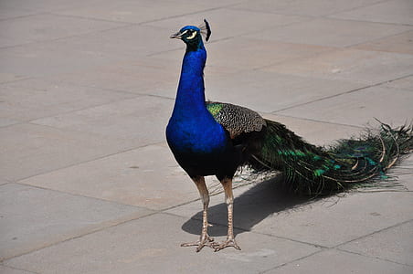 blue, green, and black peacock standing on concrete floor thumbnail