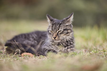 selective focus photography of cat lying down on grass field thumbnail