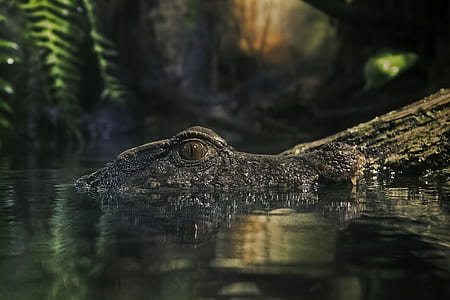 gray crocodile soaked in body of water thumbnail