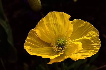 yellow petaled flower close up photography thumbnail