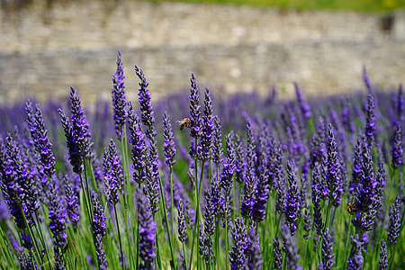 shallow focus photography of purple flower field thumbnail