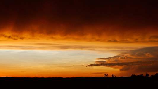 silhouette of trees photo thumbnail