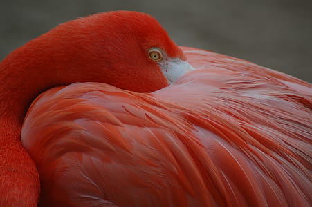 red flamingo thumbnail