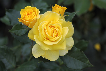 selective focus photography of yellow petaled flower thumbnail