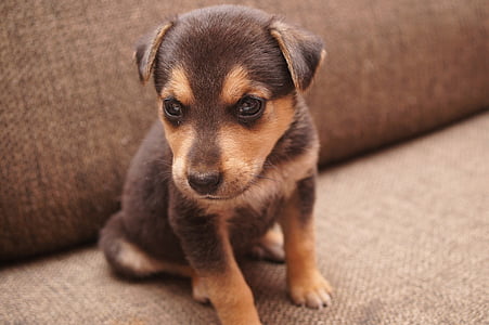 short-coated tan puppy thumbnail