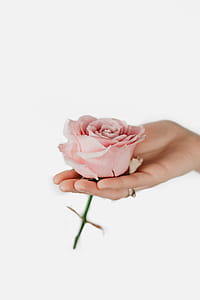 Holding a pink rose thumbnail