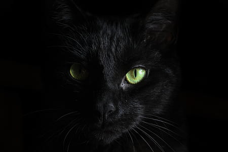 black cat thumbnail