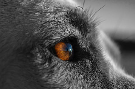 closeup photo of animal eye thumbnail