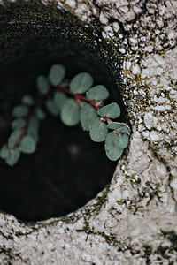 shallow focus photo of green plant thumbnail
