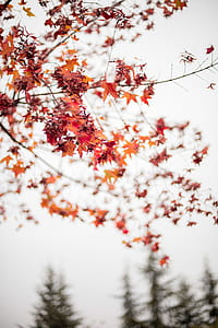 selective focus photography of maple leaves thumbnail