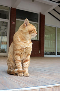 Turkey, Cat thumbnail