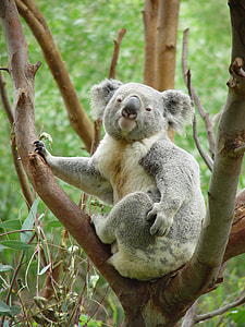 gray Koala sitting on brown tree thumbnail