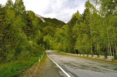 road surrounded trees thumbnail