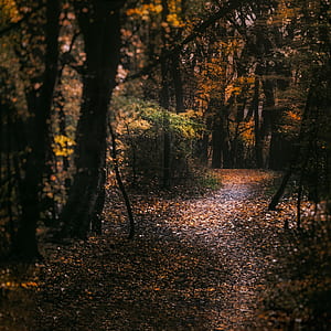 forest during noon thumbnail