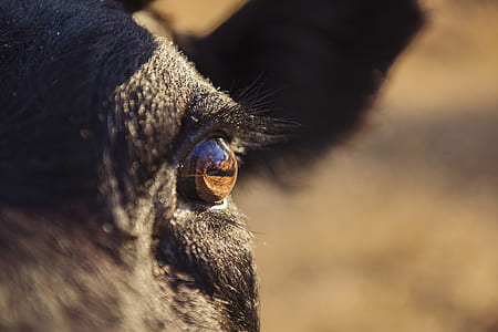 animal, blur, fur, head thumbnail