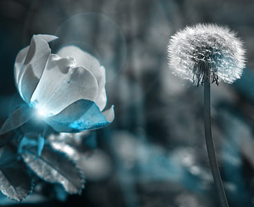 white dandelion near white flower thumbnail