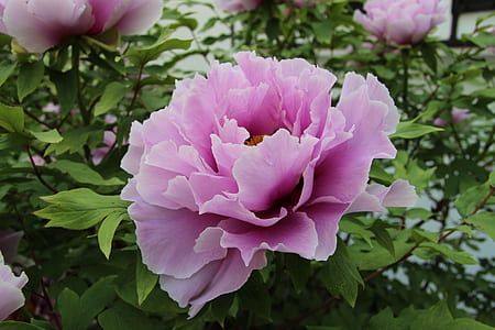 purple peony flower in close up photography thumbnail