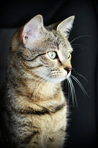 shallow focus photography of gray cat thumbnail