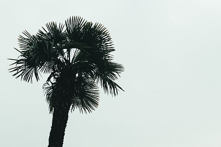 palm tree under cloudy sky thumbnail
