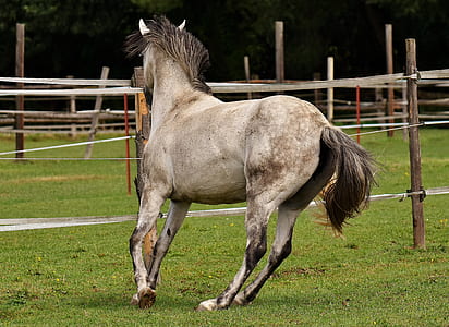 gray horse running on the grass thumbnail