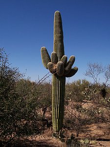 green cactus under blue sky thumbnail