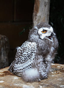 brown and white owl chick thumbnail