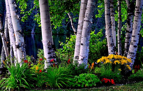 landscape photography of flowers and trees thumbnail
