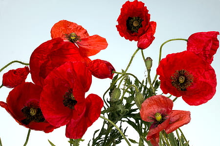 red poppy flowers in close-up photography thumbnail