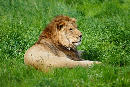 lion lying on green grass thumbnail