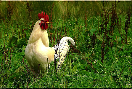white rooster on green plants at daytime thumbnail