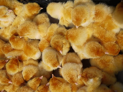 flock of yellow chicks thumbnail