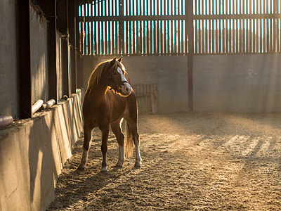 golden hour photography of horse in stable thumbnail