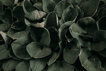 green leaf plant thumbnail