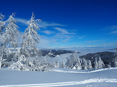 pine trees covered with snow during daytime thumbnail