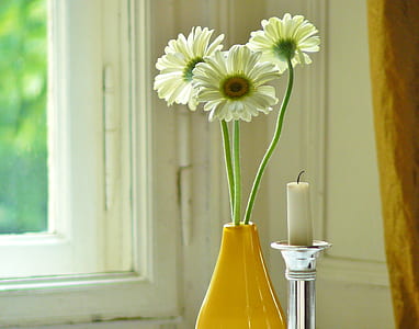 white Gerbera daisy flowers in yellow vase beside glass window thumbnail