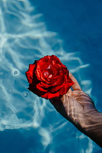 Fresh garden rose on the blue water of a swimming pool on a warm summer day thumbnail