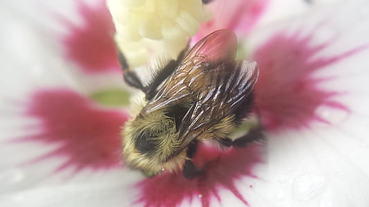 Bee gathering pollen. thumbnail