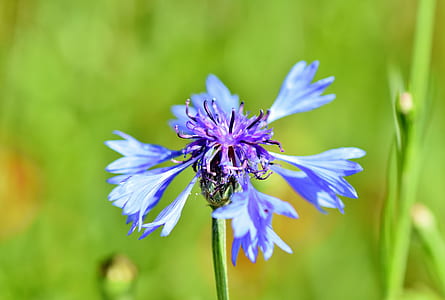 selective focus photography of purple cornflower thumbnail