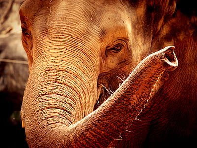 brown elephant thumbnail