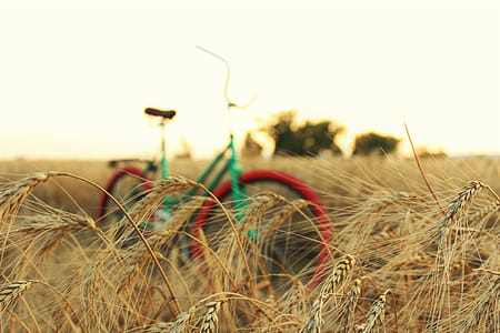 Close-Up Photo of Wheat thumbnail